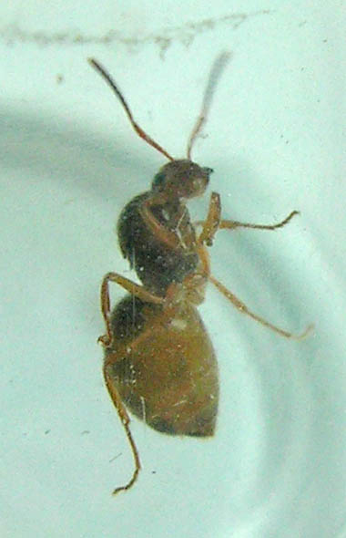 Lasius sp.