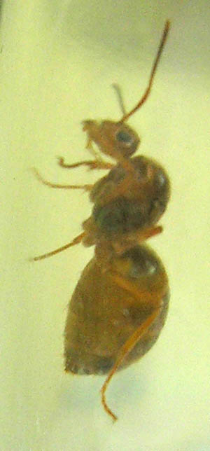 Lasius sp.