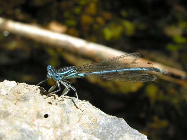 Odonati ellenici