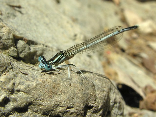 Odonati ellenici