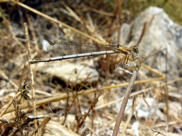 Odonati ellenici