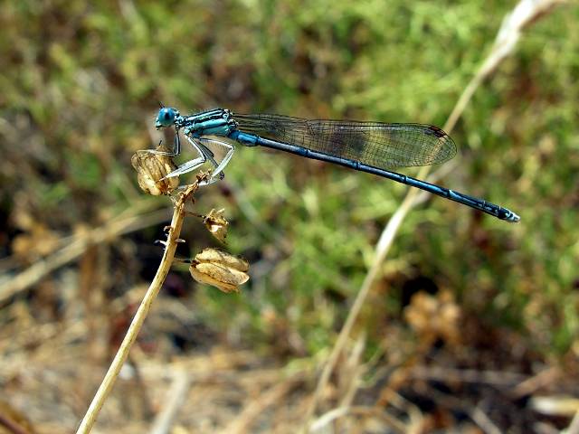 Odonati ellenici