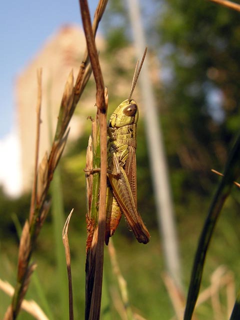 le mie foto di cavallette