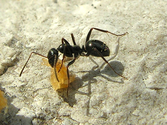 Formiche nere: Formica sp.