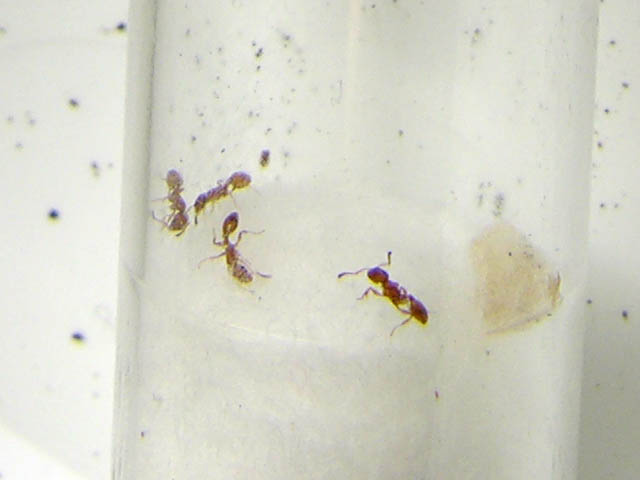 formiche in una galla di pioppo Temnothorax  sp.