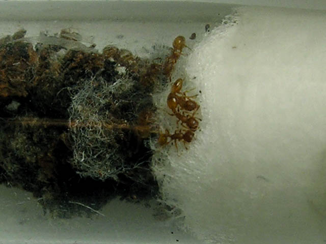formiche in una galla di pioppo Temnothorax  sp.