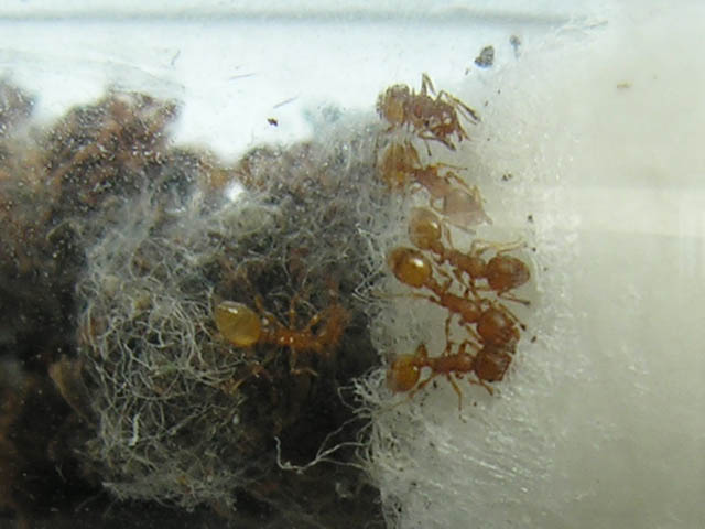 formiche in una galla di pioppo Temnothorax  sp.