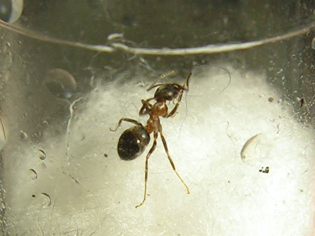 Lasius sp.