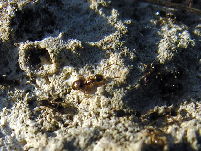 microformiche: Plagiolepis sp.