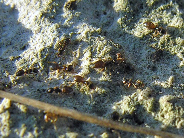 microformiche: Plagiolepis sp.