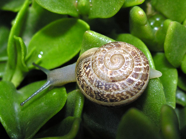 gasteropode greco [Eobania vermiculata]