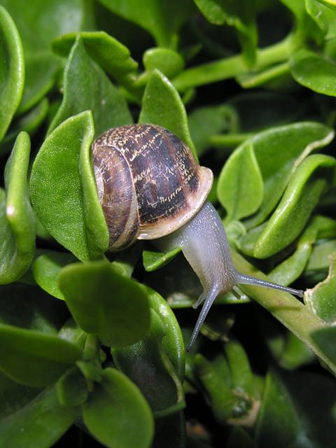 gasteropode greco [Eobania vermiculata]