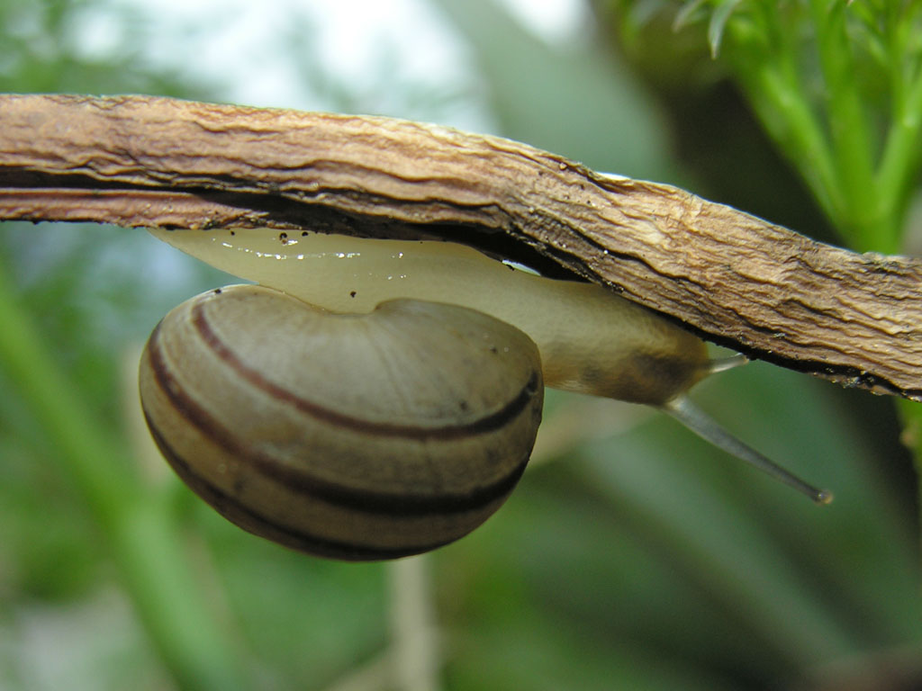 gasteropode greco [Eobania vermiculata]