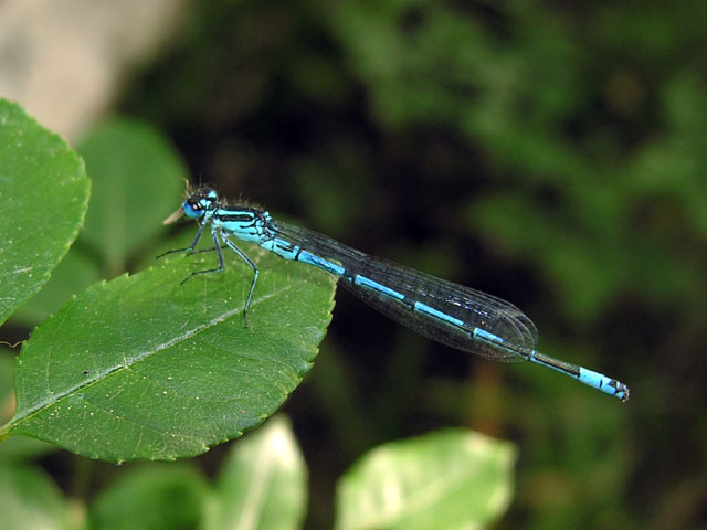 Ischnura ? Coenagrion puella