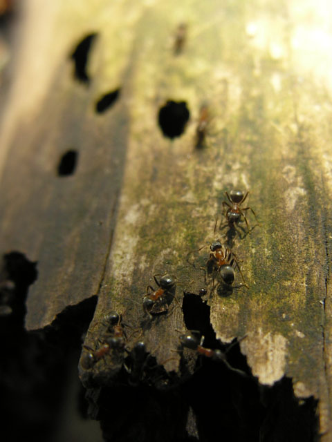 Lasius sp.