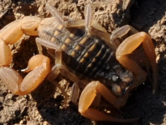 Aegaeobuthus gibbosus di Patmos (Dodecaneso)