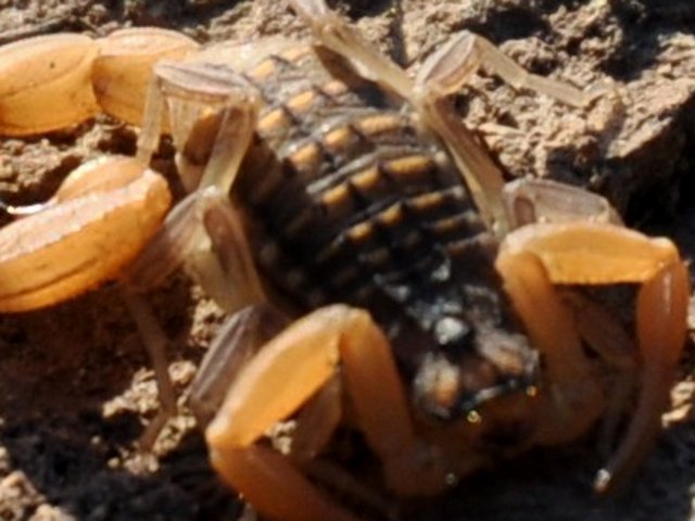 Aegaeobuthus gibbosus di Patmos (Dodecaneso)