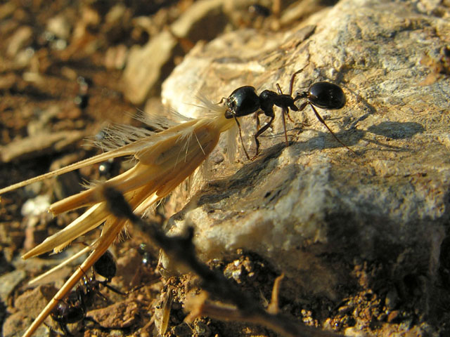 Formiche elleniche, tra cui Cataglyphis sp.