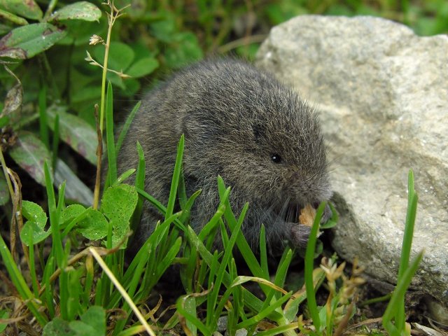 Microtus sp. - Val di Non (TN)