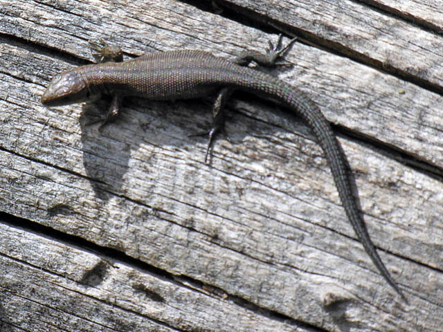 piccoli di lucertola
