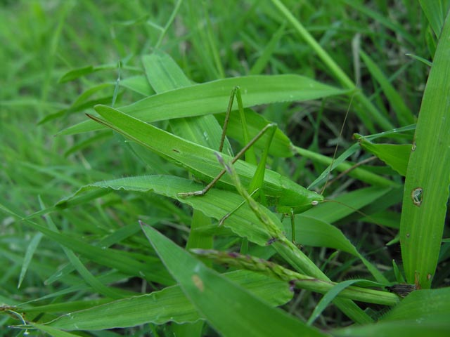 le mie foto di cavallette