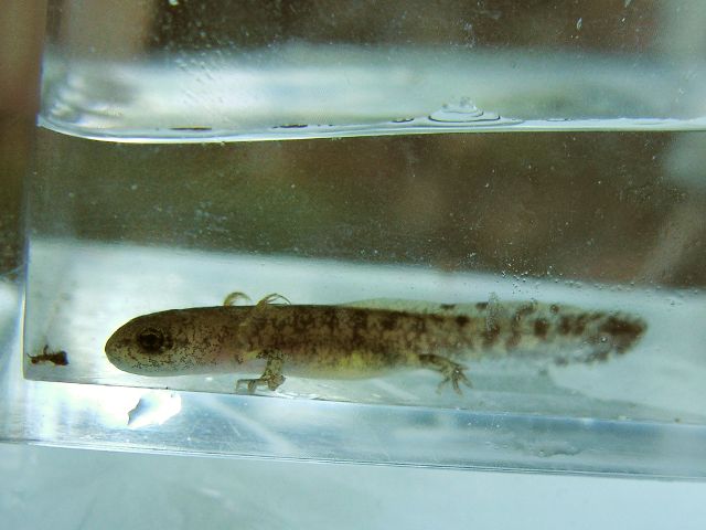il ritratto della larva - Salamandra salamandra salamandra