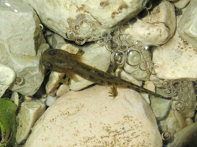 il ritratto della larva - Salamandra salamandra salamandra