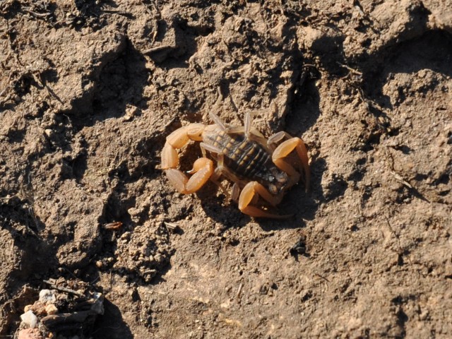 Aegaeobuthus gibbosus di Patmos (Dodecaneso)