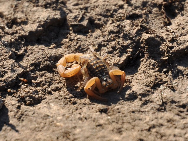 Aegaeobuthus gibbosus di Patmos (Dodecaneso)