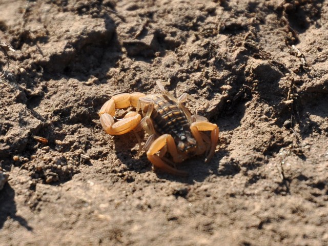 Aegaeobuthus gibbosus di Patmos (Dodecaneso)