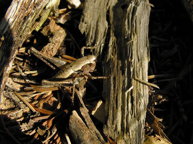 le mie foto di cavallette