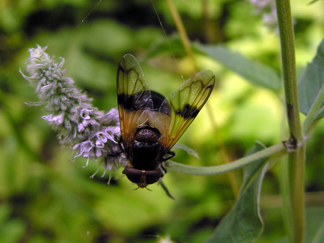 Volucella pellucens (Syrphidae)