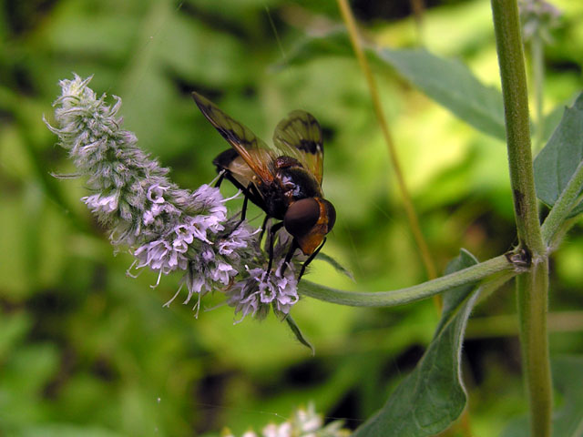 Volucella pellucens (Syrphidae)