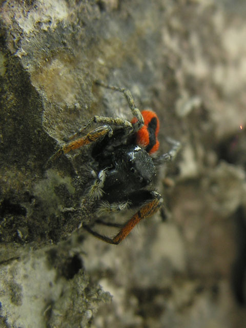 Philaeus chrysops