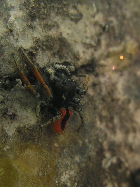 Philaeus chrysops