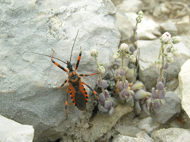 identificazione