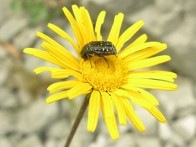 coleottero su fiore: Oxythyrea funesta