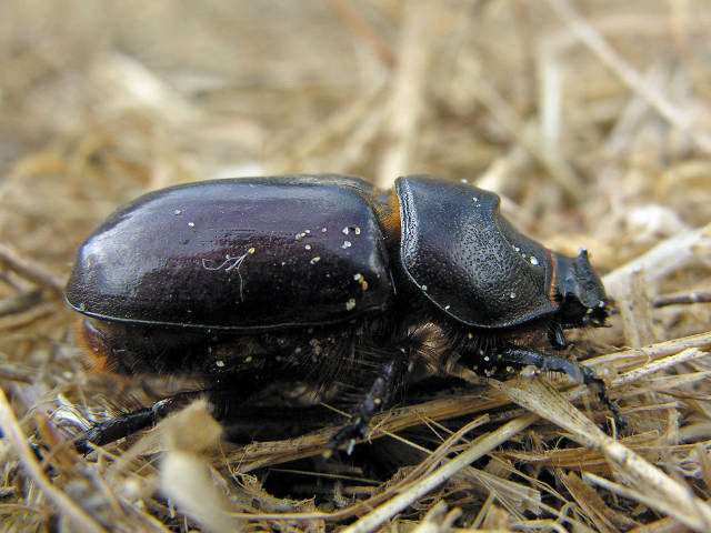 Coleotteri dal Peloponneso!