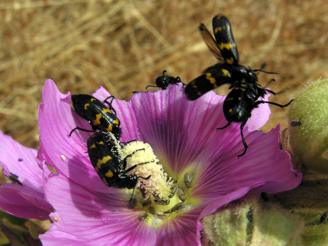 Coleotteri dal Peloponneso!