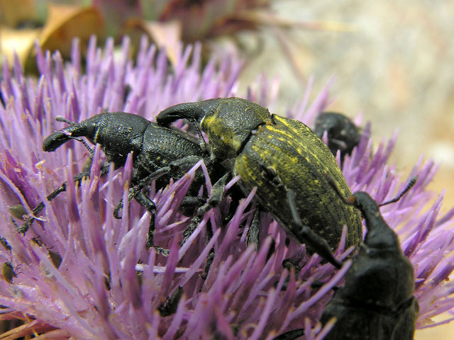 Coleotteri dal Peloponneso!