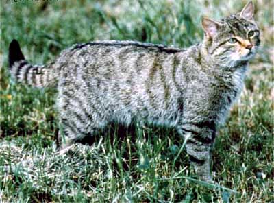 incrocio con gatto selvatico?