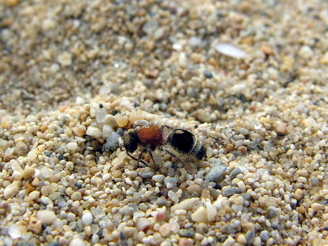 Myrmilla ? Tropidotilla litoralis