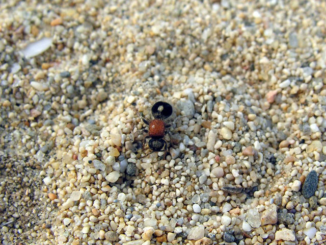 Myrmilla ? Tropidotilla litoralis