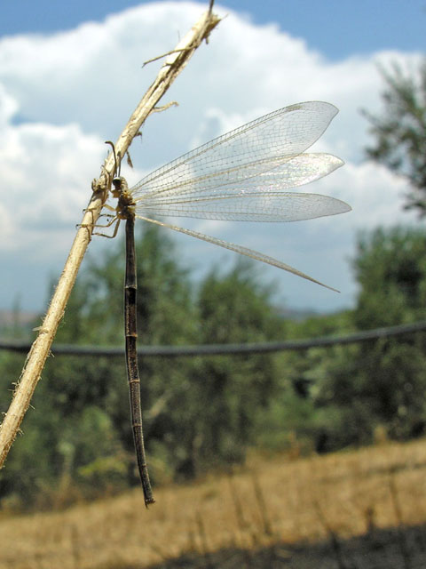 Neurotteri della Grecia (Palpares, Nemoptera e Creoleon)