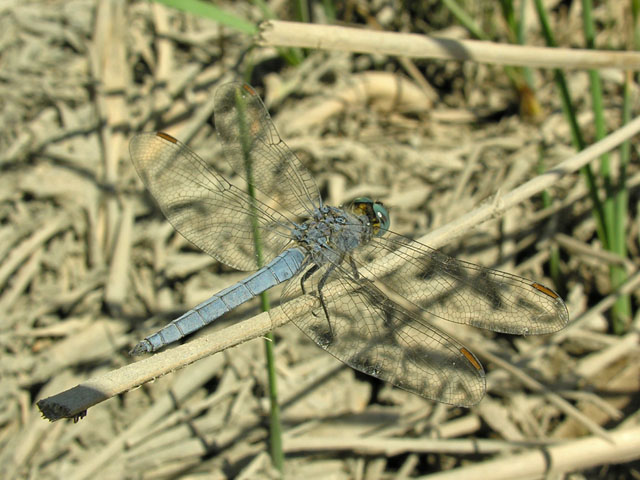 Odonati ellenici