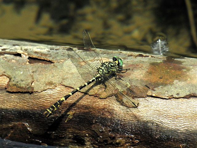 Odonati ellenici