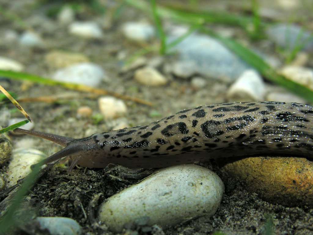 Limax maximus o veronensis da Verona