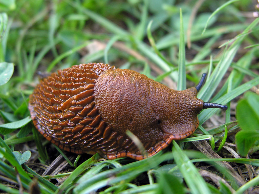 Limax maximus o veronensis da Verona