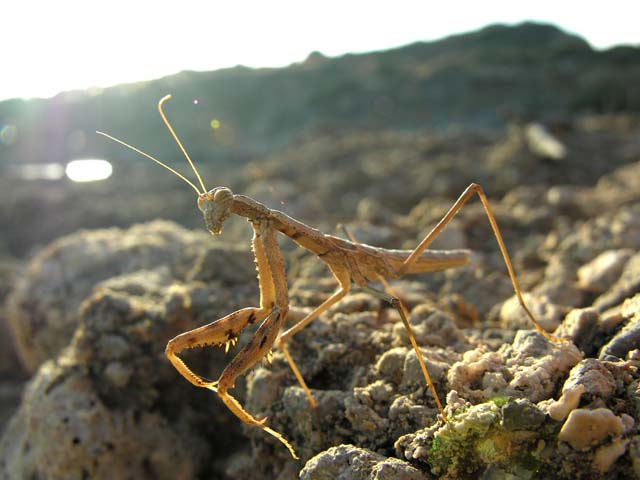 Mantide greca: Rivetina balcanica