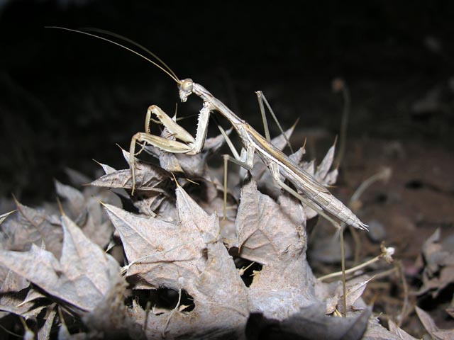 Mantide greca: Rivetina balcanica